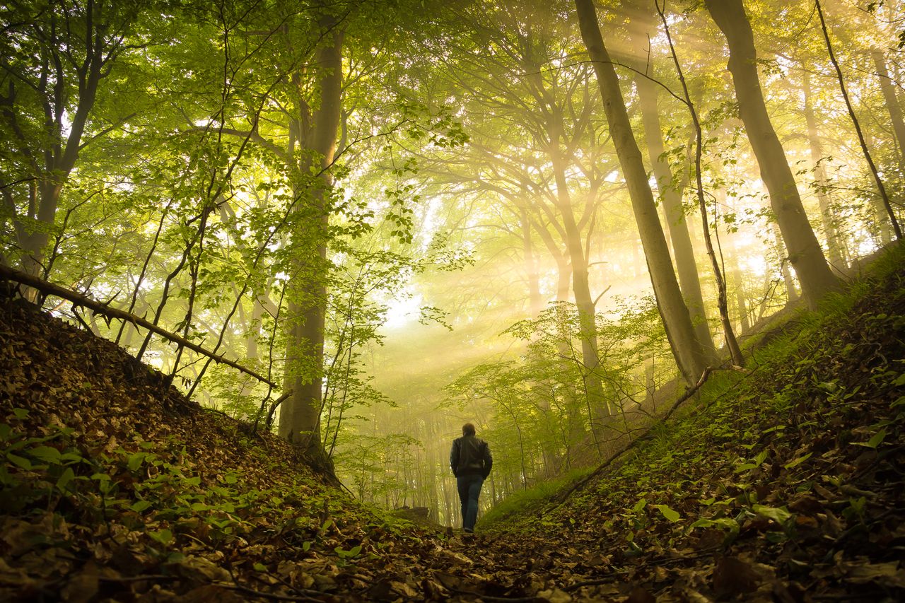 A person walking through a lush, sunlit forest pathway with beams of light filtering through the trees.