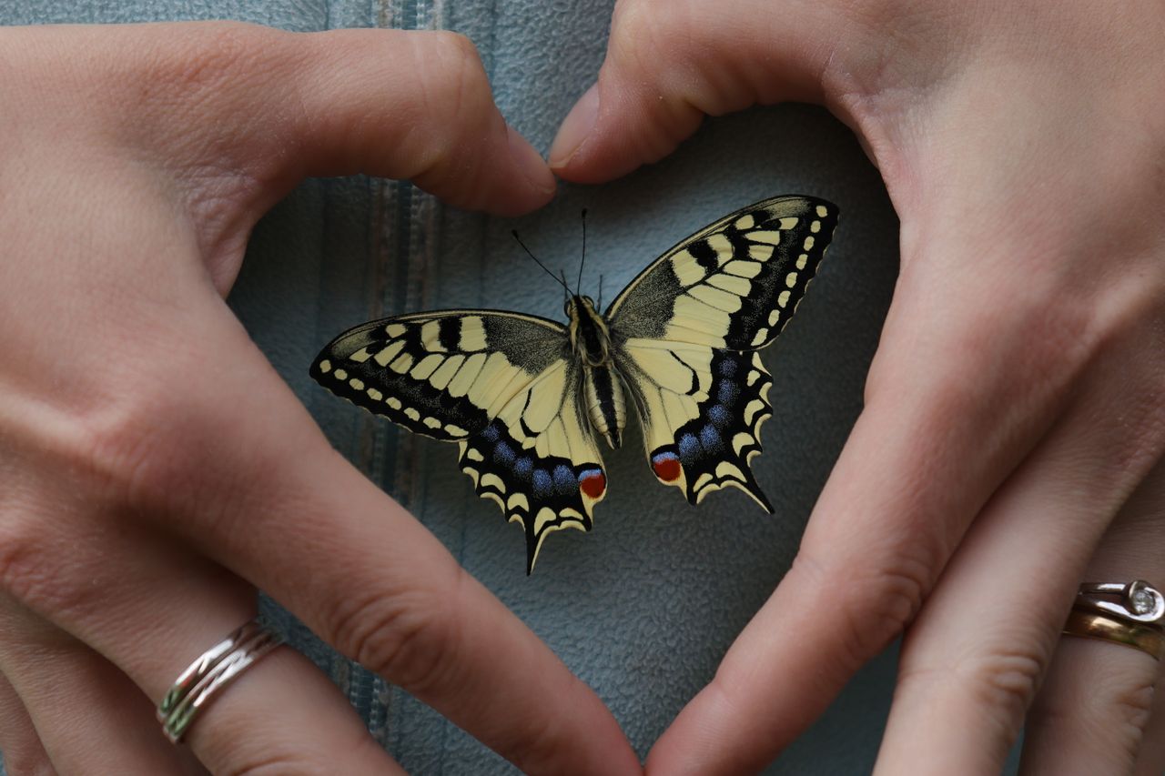 A beautiful butterfly rests inside heart-shaped hands in Agordo, Veneto, Italy.